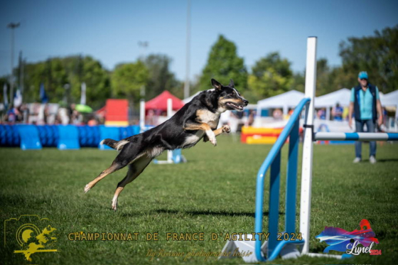 Sparkling Stardust Paige