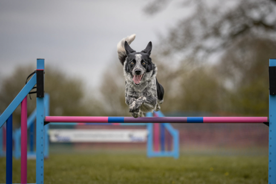 Poughkeepsie Third Shadow