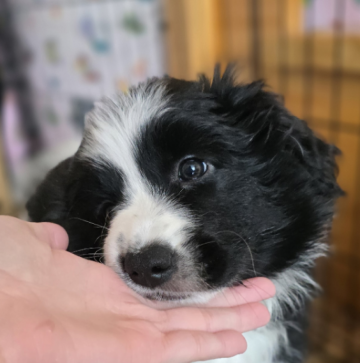 Pretty Moonlight Lady