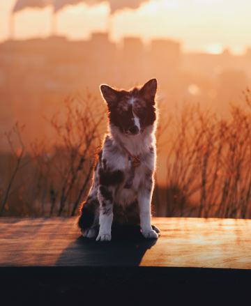 Zillions Of Shooting Stars