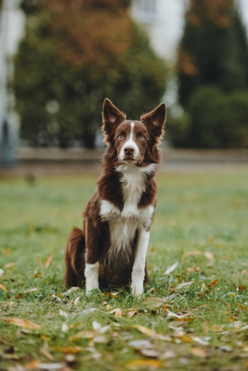 Ravens Quoth Nevermore