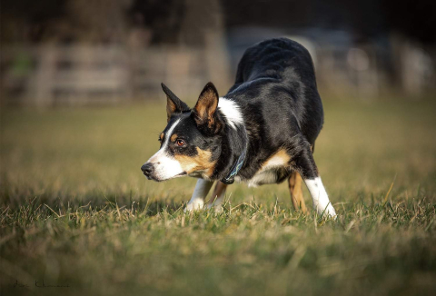 Herding Devils Away To Me Patch