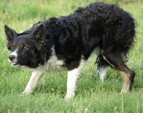 Whitemoorborders Abby