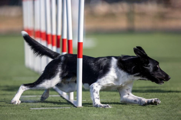 Be Always By My Side Jumping Hunters