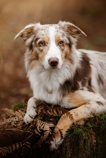 Flying Foxes Team Alastro Todes