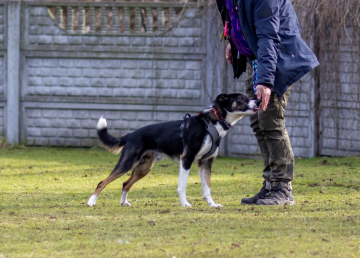 Niuton Z Hrubej Siklawy