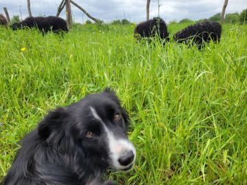 Atena Bursztynowy Raj