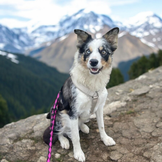 Kim vom Haus Seiffert