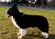 Brutus Stars Border Collies