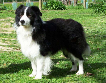 Ardenwood Just A King