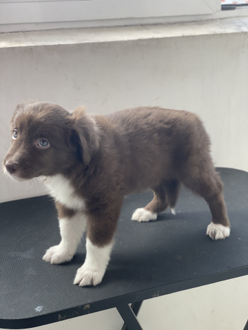 Beatrice Tsvetuschaya