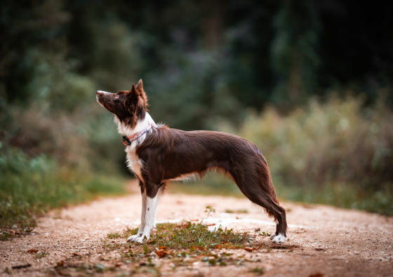 Absolute Speed Made My Day