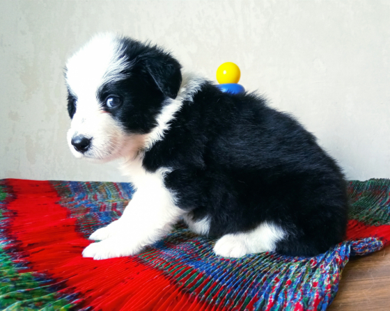 Country Ballad Soul Delight