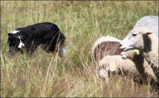 Dwarf Tiny z Cernobilych