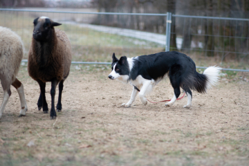 Jack The Ripper Slavic Squad