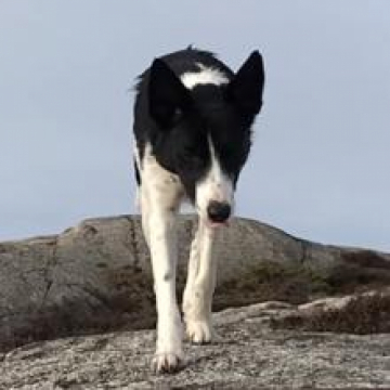Sheepchaser's Kate