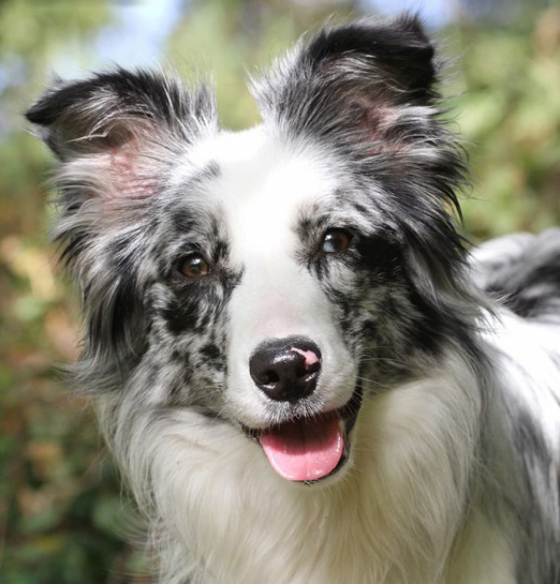 An Echo of Mom vom Soester Land