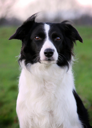 Longhalves Fast N Furious