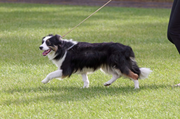 Bryning Secret A'Sassin