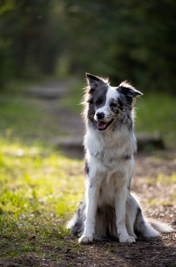 Vital Pet Brave Little Heart