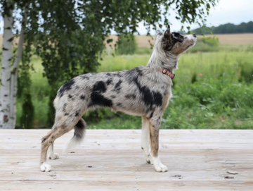 Forever Yours Chiara The Chosen One By Heart