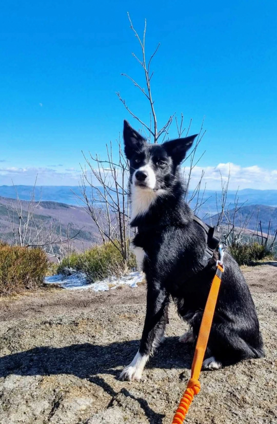 T Nana Bonnie Scotland