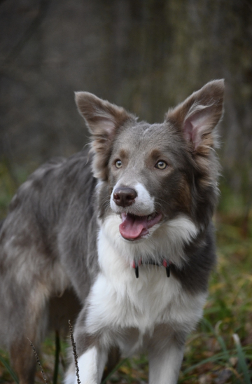 Jack Mix Great Blaze