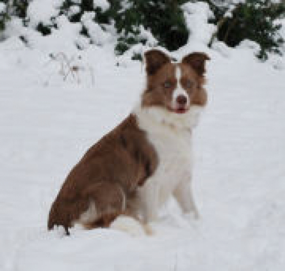 Marshonelle April's Fool Goldy