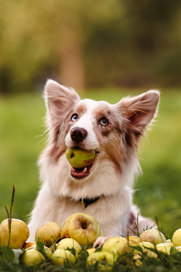 Ravish Sweet Strawberries Snow