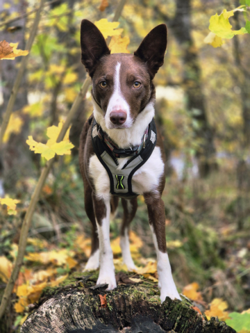 Bizzyberry Superstition