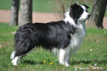 Borderdreams Black Velvet von der Boeler-Heide