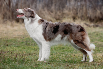 Let It Shine Life Energy