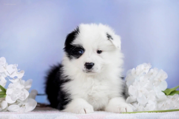 Atapaski Lianush Dabel Blu