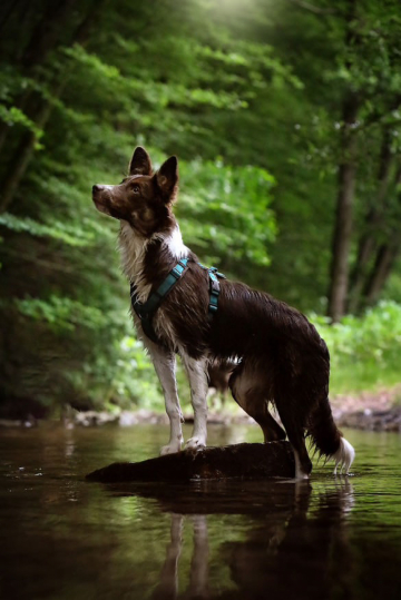 Believe in Dream Pearls of Stonefields