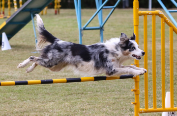 Cyrilann Royal Fire Opal