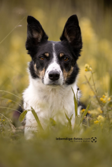 Perfect Pi Of Devils On Fire