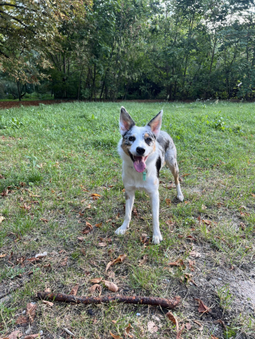 Adele Bonnie Scotland