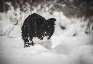 Ryzhaya Molniya Caramel