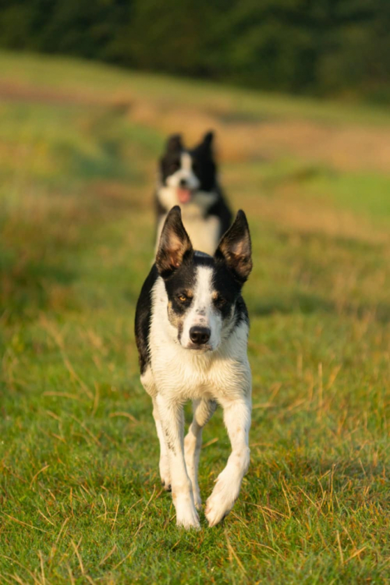 The Greatest Bolt Shepter