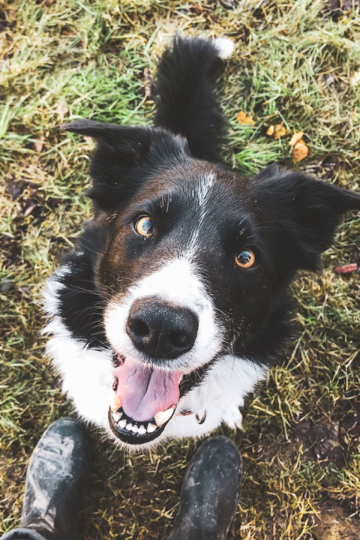 Al Capone Working Gangster