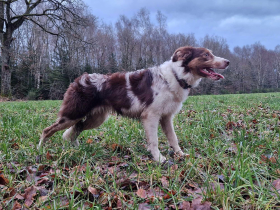 Astra Kyubi Of Old Hemp