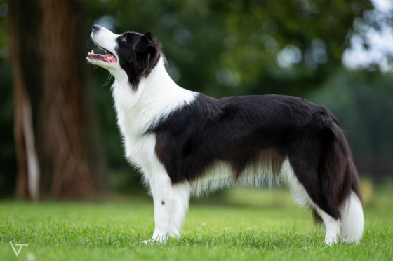 Makes me Happy z Cernobilych