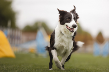 Affable Archie Genius paw