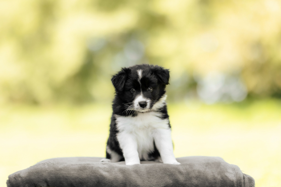 Aka Porsche Blaze the Way