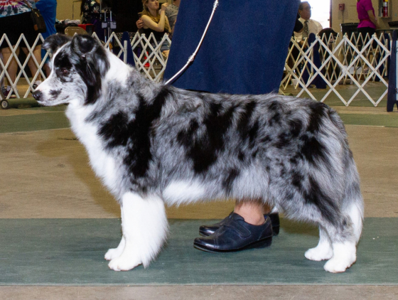 Korsakov's Ewe Silver Lacey Flower