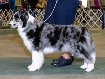 Korsakov's Ewe Silver Lacey Flower
