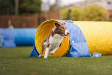 Amazing Fox Genius paw