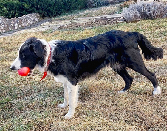 Phillini Classic Genre