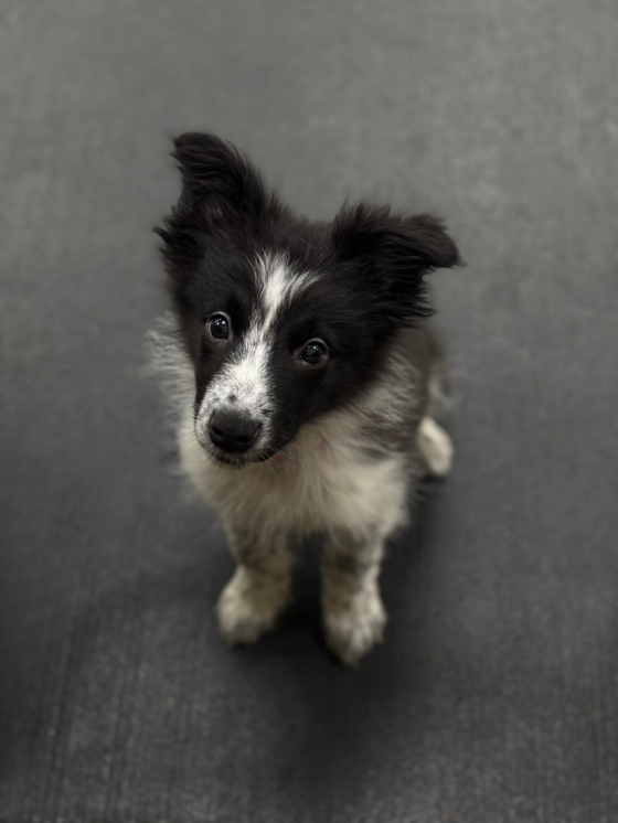 Aisknekht Pure Speed