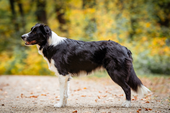 Hit Girl Oaklet's Dogstory